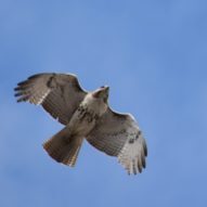 8.24.26 CRG Fall Birding - logo